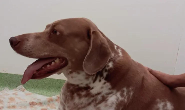 Cão descansando no Hospital Veterinário Amizade