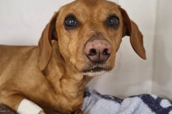 Cão internado no Hospital Veterinário Amizade