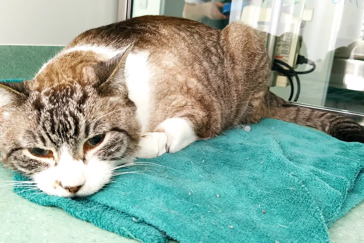 Gato em recuperação na internação do Amizade